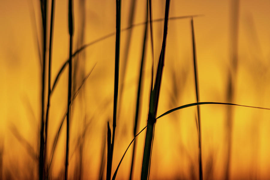 Prairie Grass Sunset Photograph by Flowstate Photography