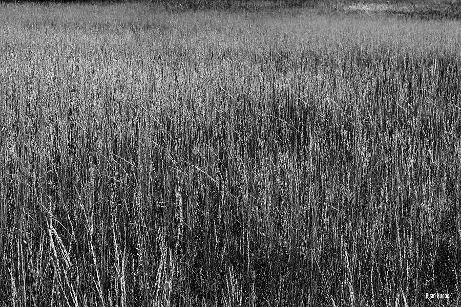 Prairie Grasses Photograph by Ryan Huebel