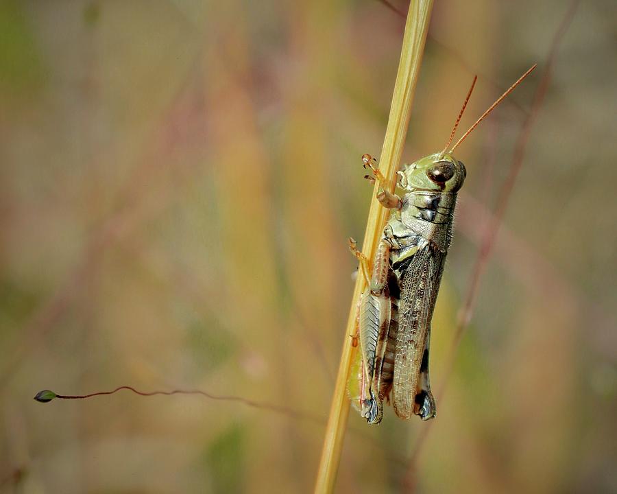 Prairie Grasshopper Photograph by Sarah Lilja Prairie Grasshopper Photograph by Sarah Lilja