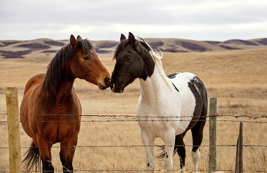 Prairie Horses Saskatchewan Photograph by Mark Duffy