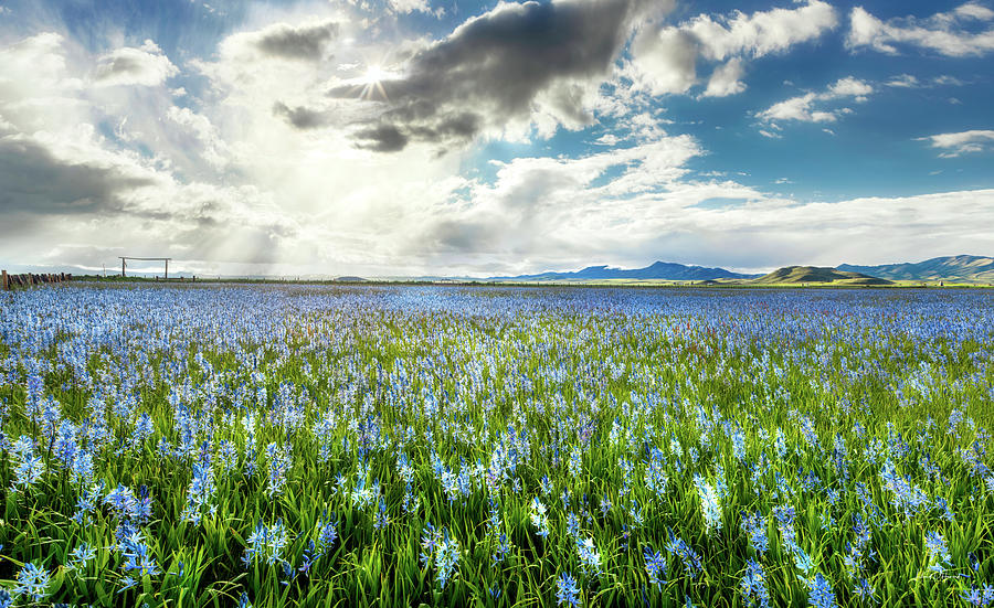 Prairie Marsh Blue Idaho Photograph by Leland D Howard