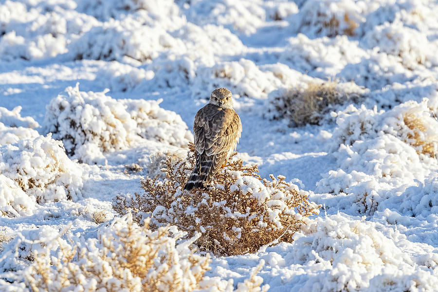 Prairie Merlin Keeps Watch in the Snow Photograph by Tony Hake