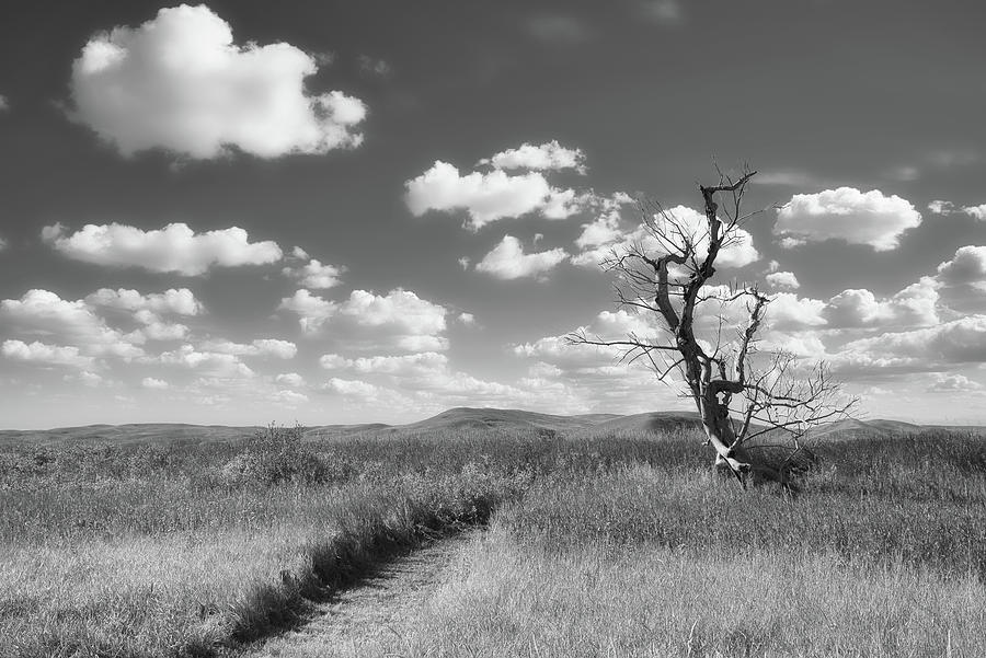 Prairie Path and Tree Photograph by Allan Van Gasbeck