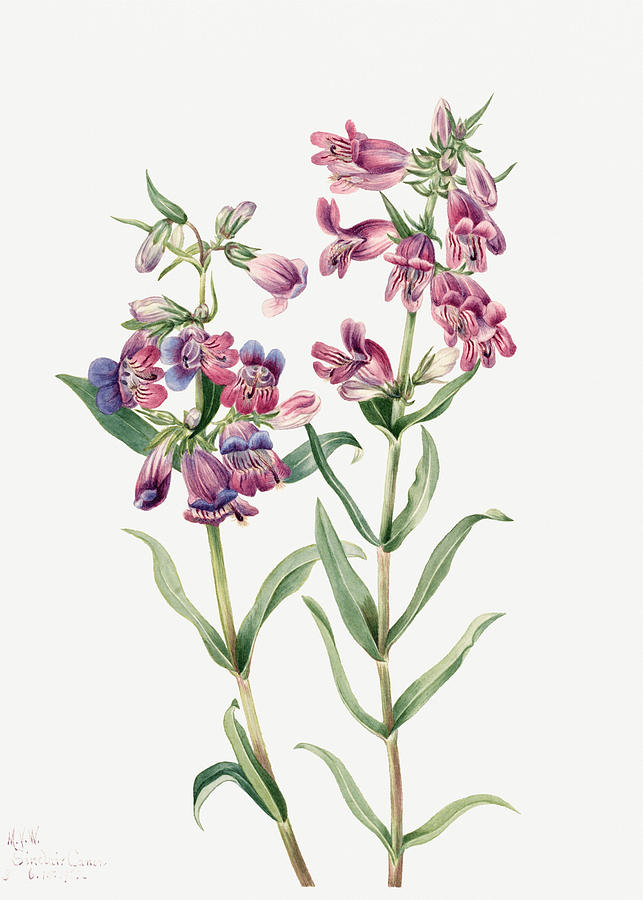 Prairie Penstemon by Mary Vaux Walcott. Painting by World Art Collective