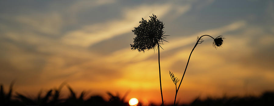 Prairie Plant Sunset Photograph