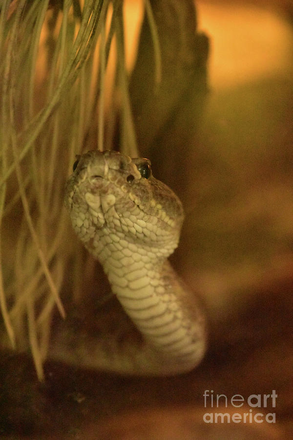 Prairie Rattler Snake with its Head Raised Photograph by DejaVu Designs