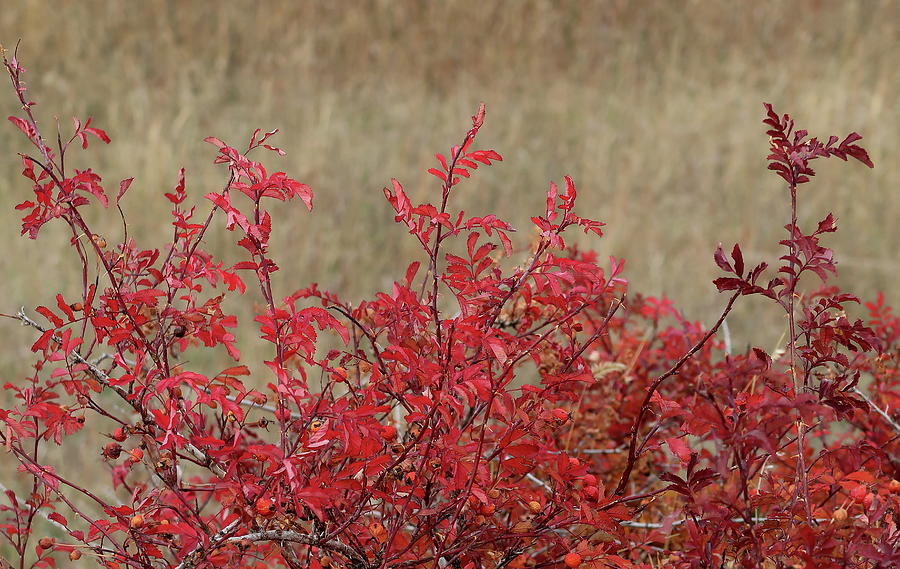 Prairie Rose Bush Autumn Color Photograph by Katie Keenan