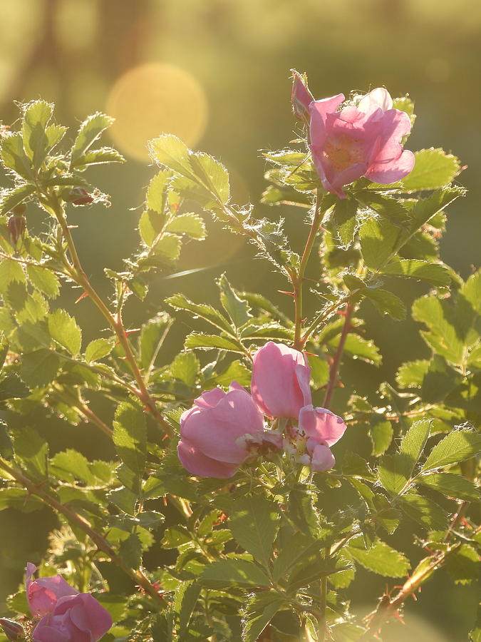 Prairie Roses in the Evening Light 2 Photograph by Amanda R Wright