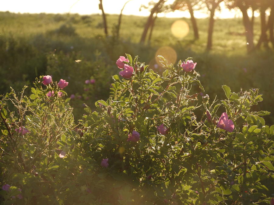 Prairie Roses in the Evening Light 3 Photograph by Amanda R Wright