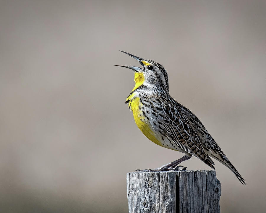 Prairie Song Photograph by Linda Waldo - Fine Art America