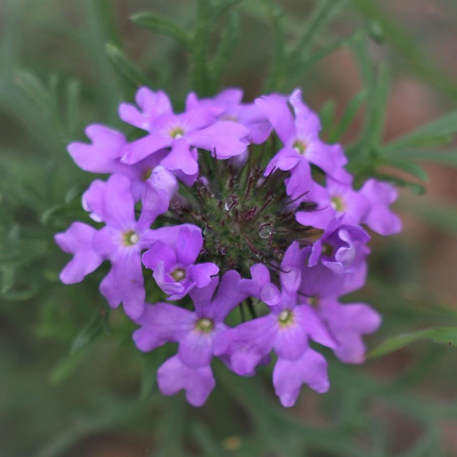 Prairie Verbena Photograph by Barbara Charles - Pixels