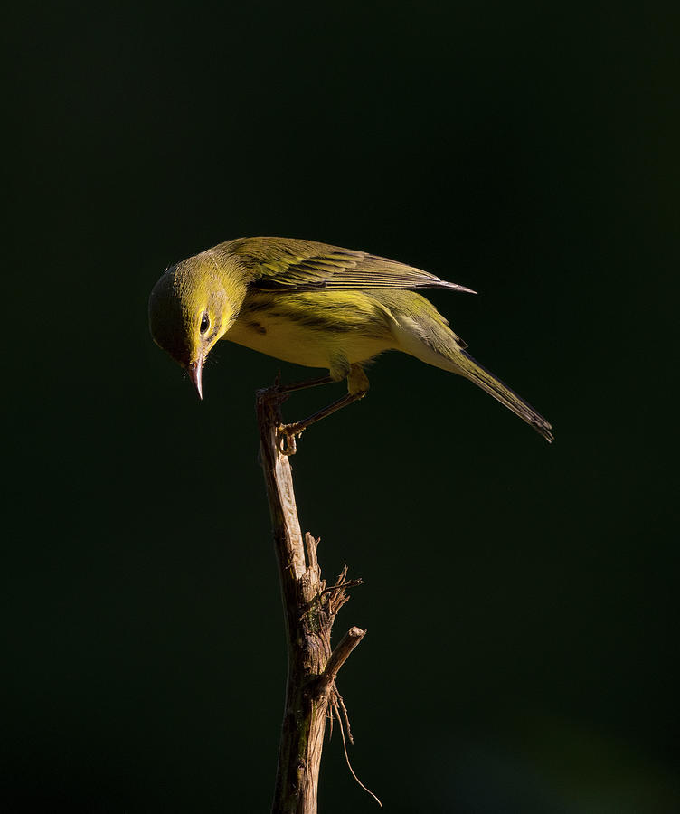 Prairie Warbler dendroica discolor Photograph by Eric Abernethy
