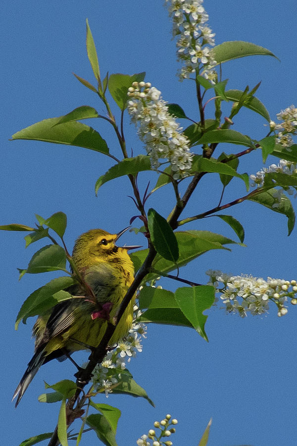 Prairie Warbler in Spring Song Photograph by Cascade Colors