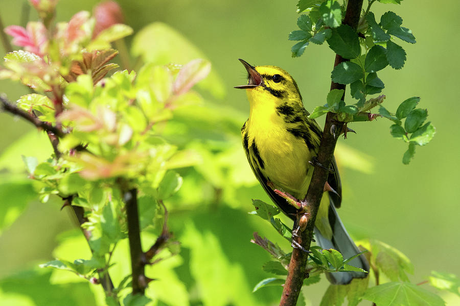 Prairie Warbler singing Photograph by Randy Zilenziger