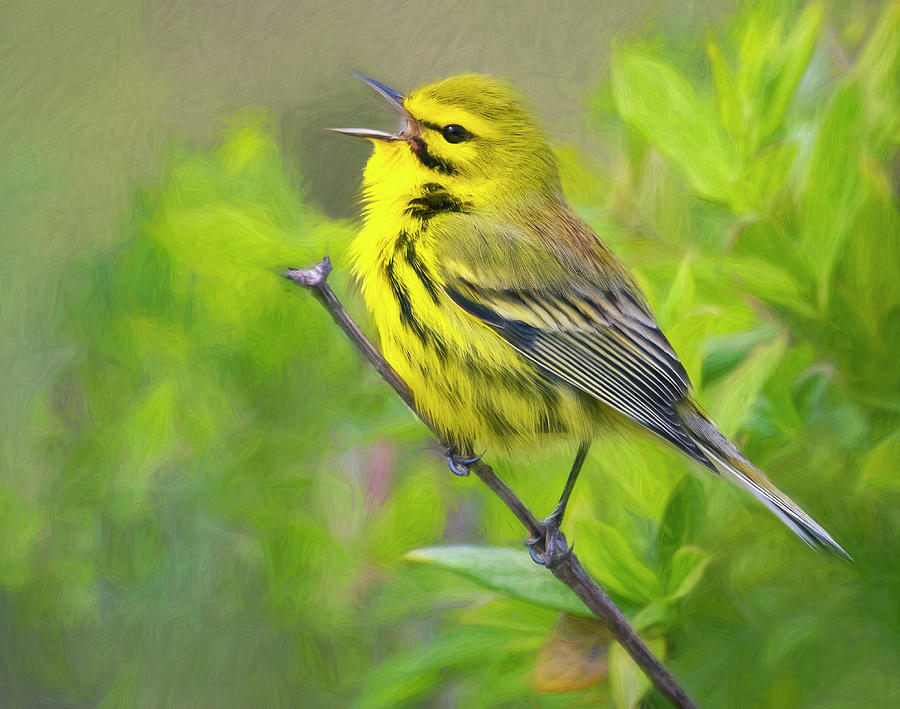 Prairie  Warbler Song Photograph by Art Cole