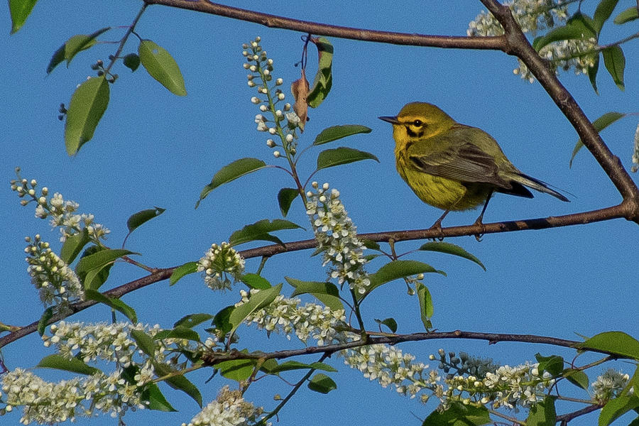 Prairie Warbler with Blooming Tree Flowers Photograph by Cascade Colors