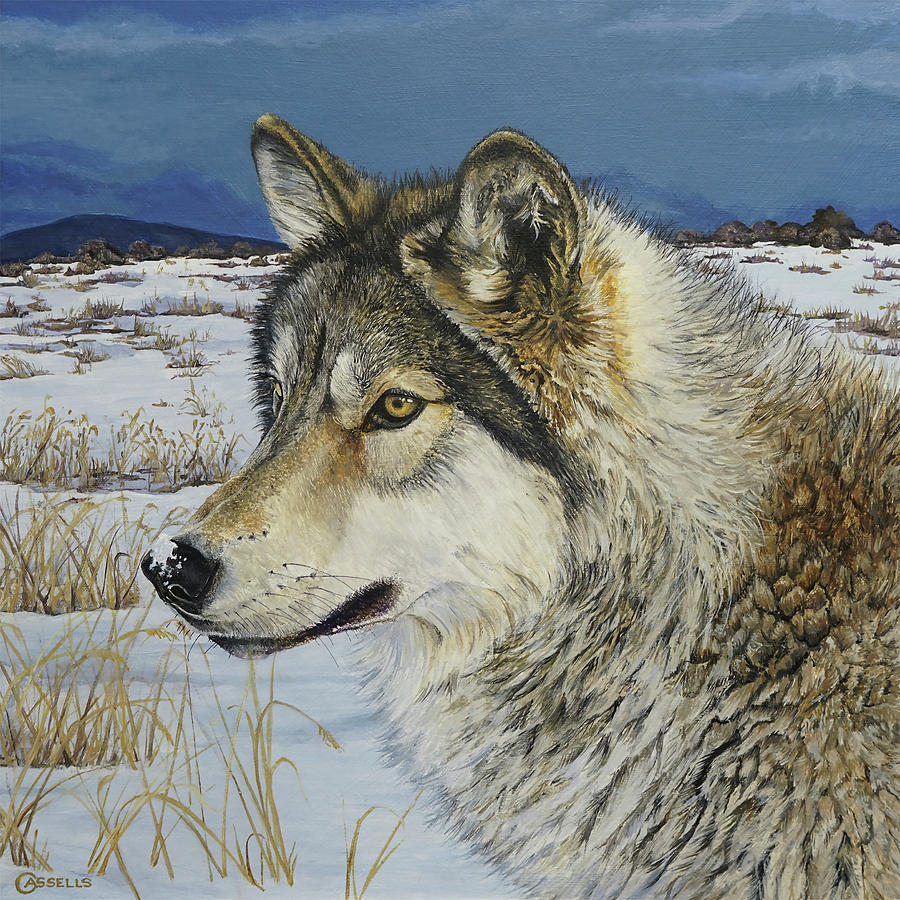 Prairie Watch - Timber Wolf Painting by Laara Cassells - Fine Art America