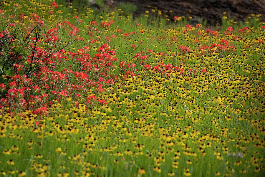 Prairie Wildflower Garden 3 Photograph by Cindy McIntyre - Fine Art America