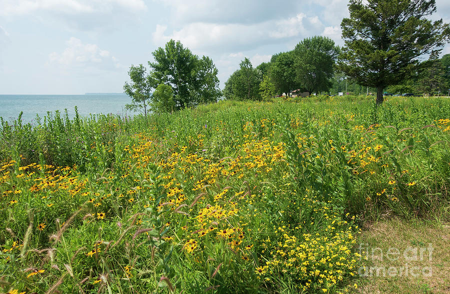 Prairie wildflower meadow on Mariners Trail, Manitowoc and Two R Photograph by Louise Heusinkveld