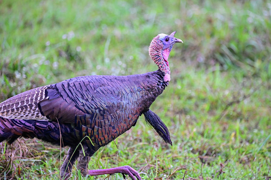 Prancing Gobbler Photograph by Ed Stokes