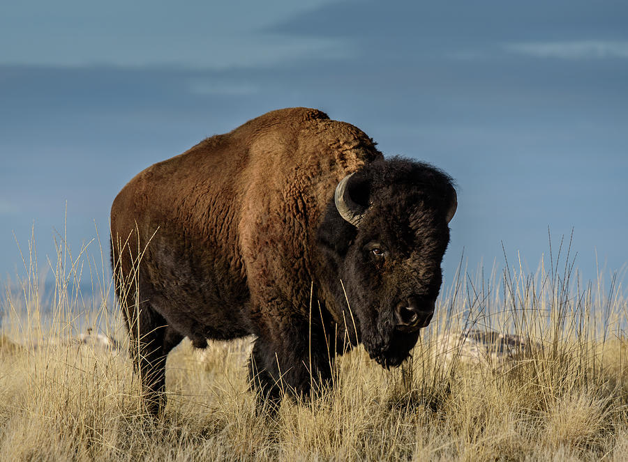 Prarie Beast Photograph by John Wilbur Prarie Beast Photograph by John Wilbur