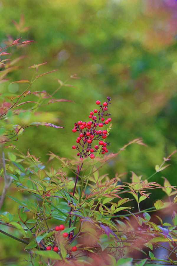 Prarie Flameleaf Sumac Photograph by Loyd Towe Photography