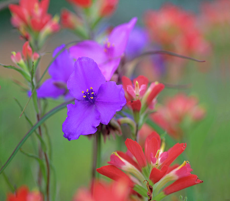 Nature Photograph - Prarie Spiderwort and Indian paintbrushes by Tim Fitzharris