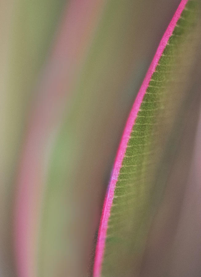 Abstract Photograph - Prayer Plant Abstract by Phil And Karen Rispin