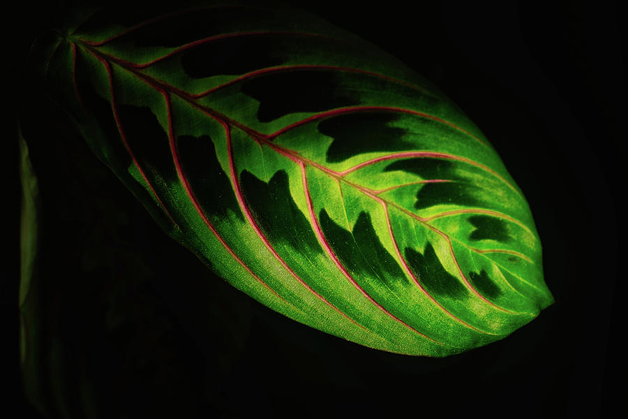 Prayer Plant In The Light  Photograph by Jeff Sinon
