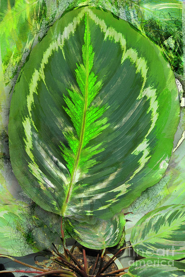 Prayer Plant Leaf Digital Art by Anthony Ellis
