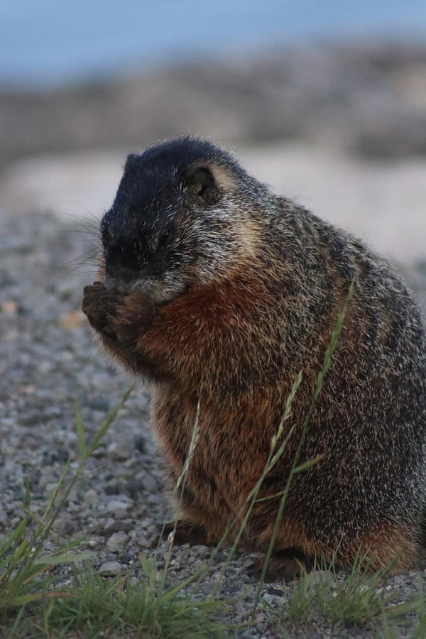 Prayin Marmot Photograph by Yvonne M Smith