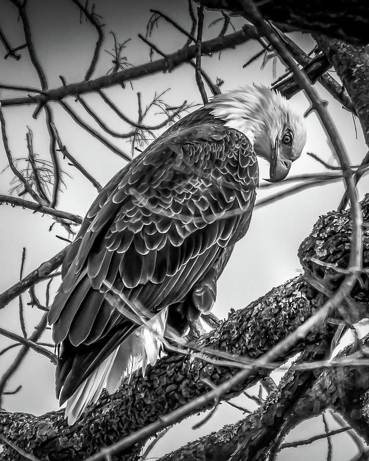 Praying Eagle in Black and White Photograph by David Wagenblatt