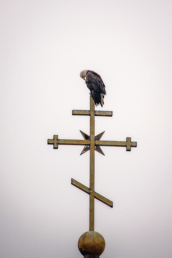 Praying Eagle Photograph by Robert J Wagner