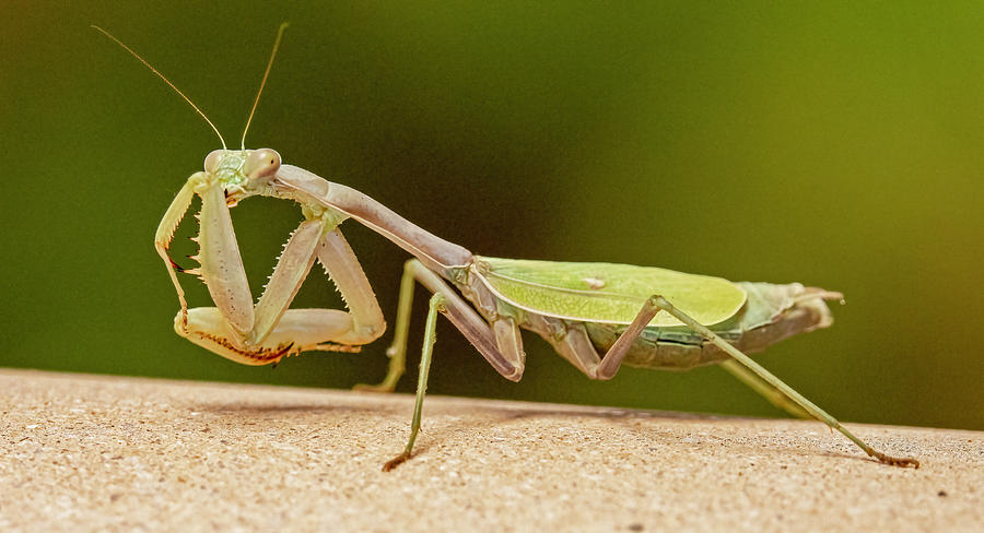 Praying Mantis #1 Photograph by Carla Brennan