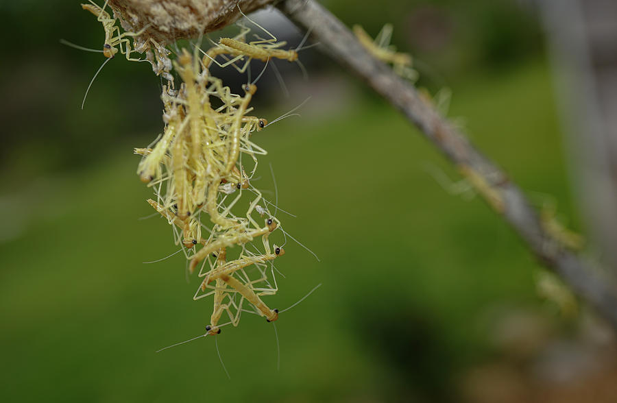 Praying Mantis Babies Emerging Photograph by Linda Howes Fine Art America