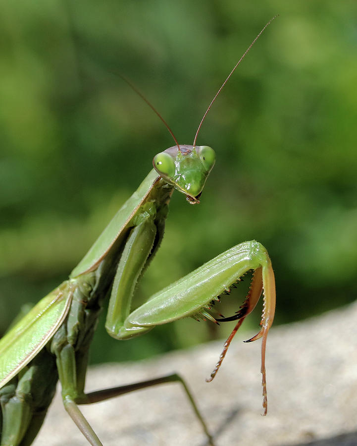 Praying Mantis Close-up Photograph by Doris Potter | Fine Art America