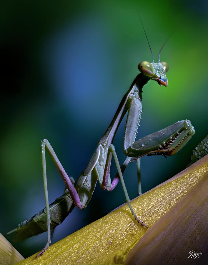 Praying Mantis Photograph by Endre Balogh