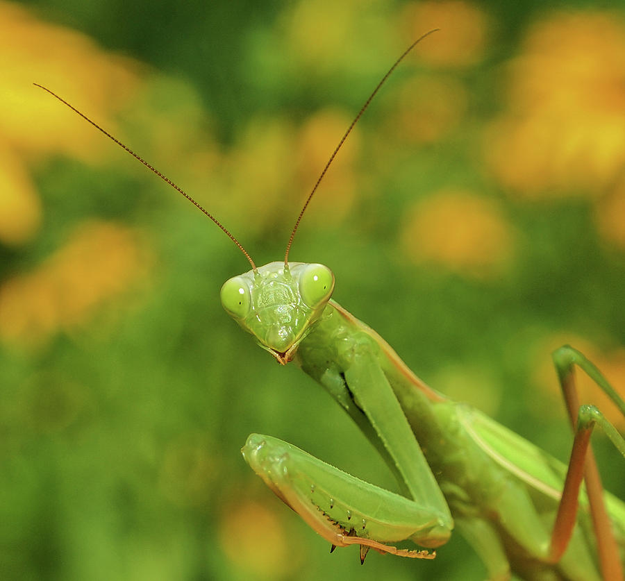 Praying Mantis Eyes Photograph by Scott Olsen