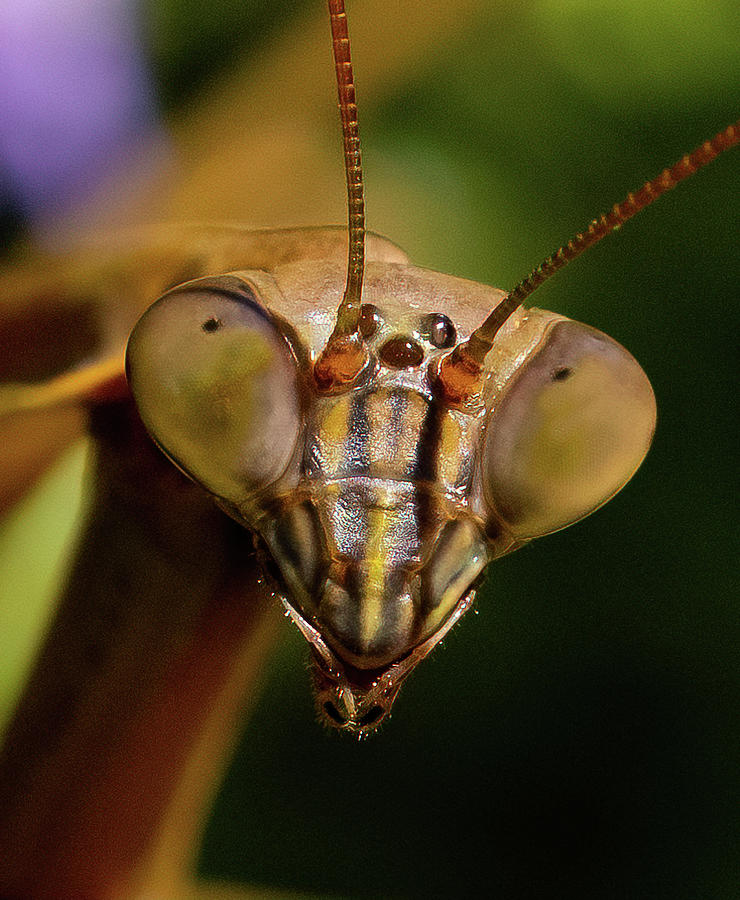 Praying Mantis Face   Photograph by William Jobes