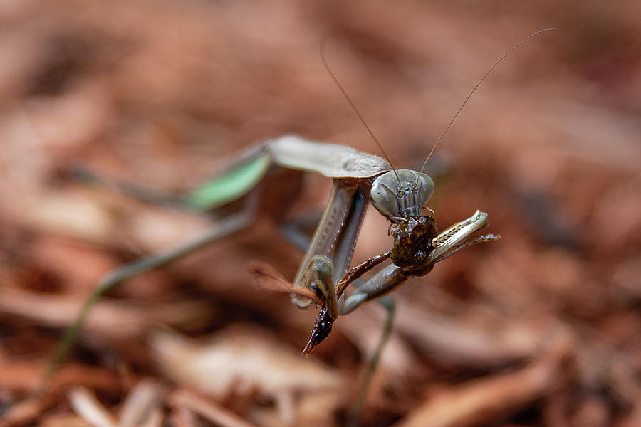 Praying Mantis Feeding Photograph by Denise Kopko