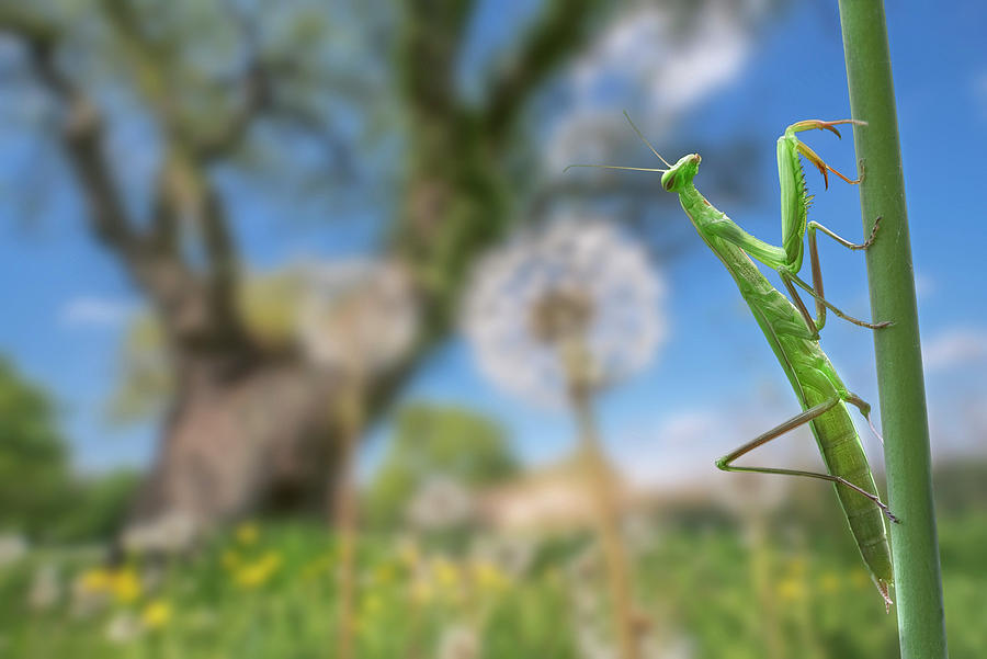 Praying Mantis in Meadow Photograph by Arterra Picture Library