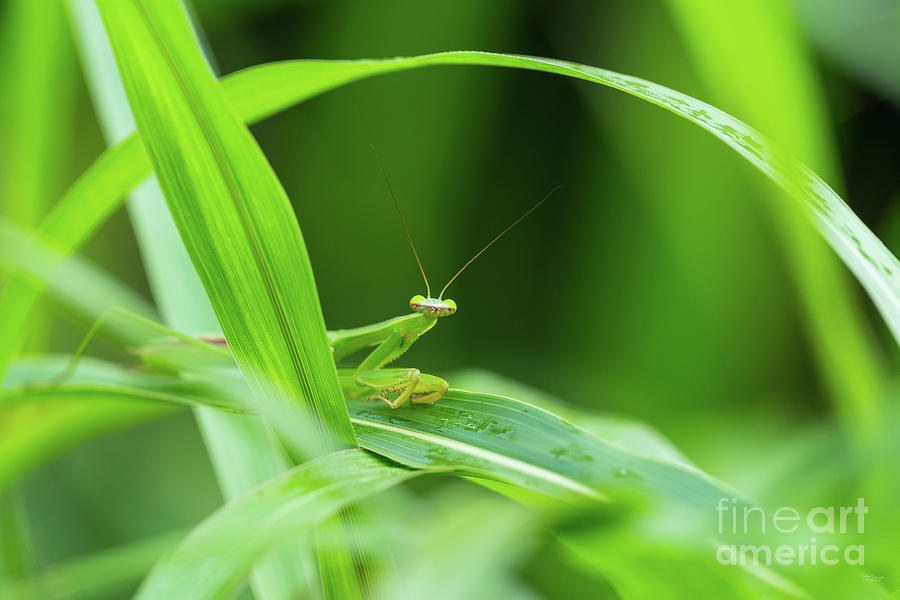 Praying Mantis In The Grass Photograph by Jennifer White