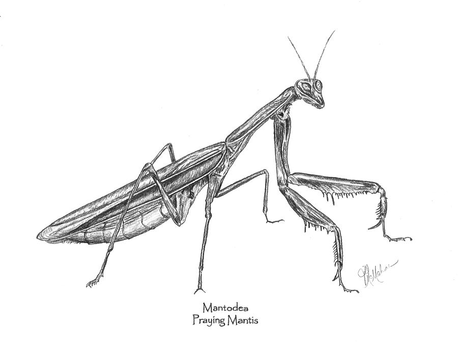 praying mantis face drawing