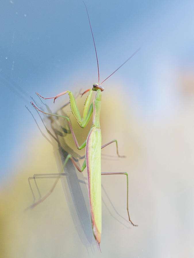 Praying  Mantis Photograph by Katie Dobies