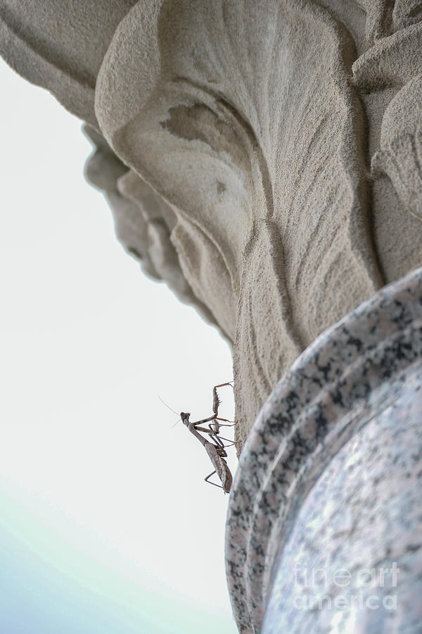 Praying Mantis on a Column Photograph by Bentley Davis