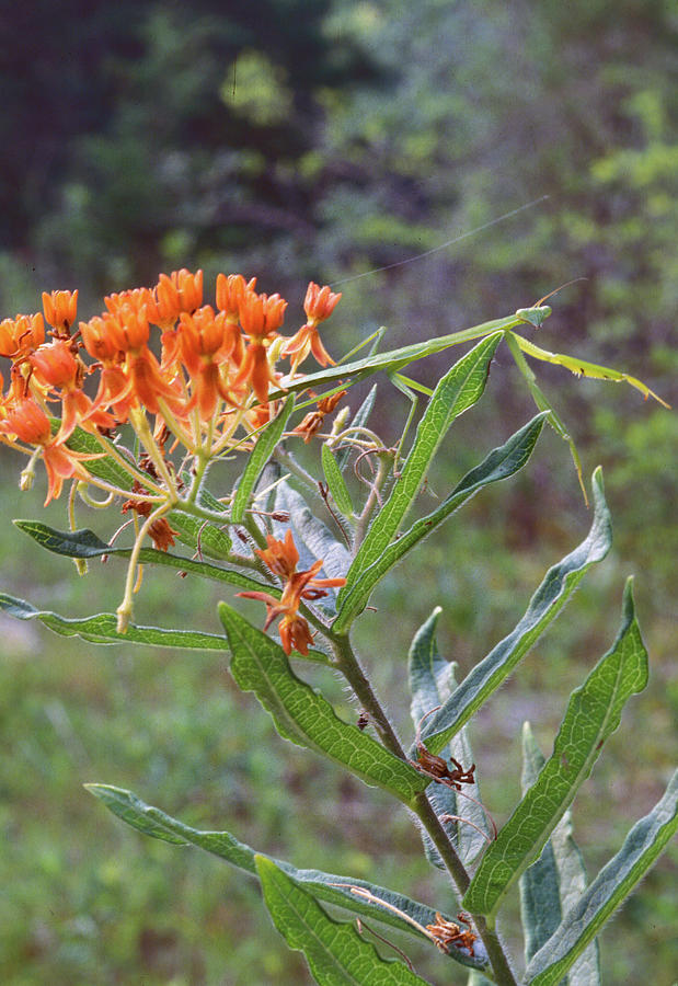 Praying Mantis On Butterfly Weed Photograph