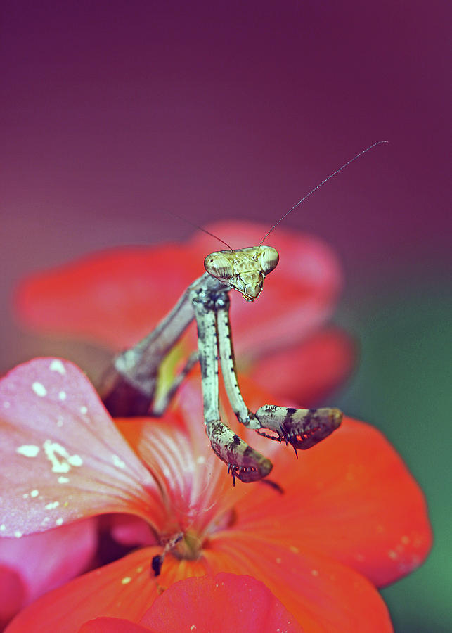 Praying Mantis on Red Flower Photograph by Ronnie Corn - Pixels