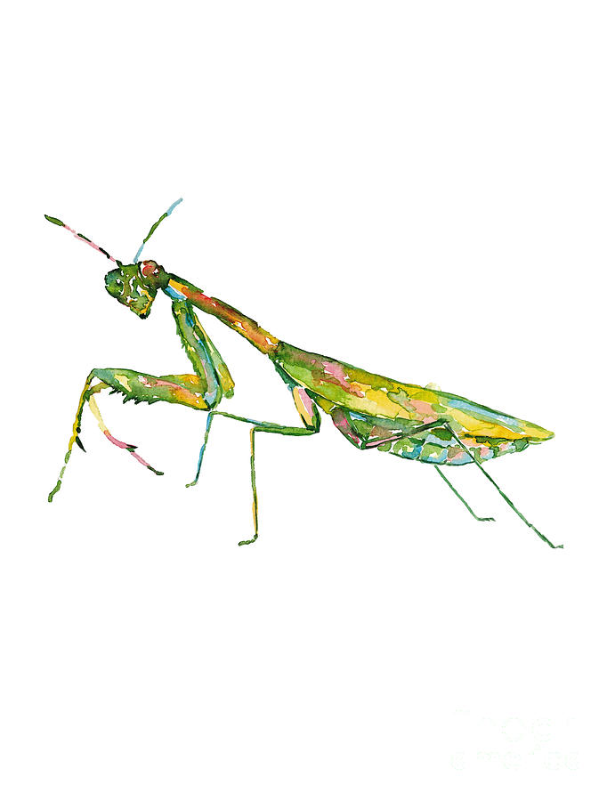 Praying mantis painting watercolour Painting by Maryna Salagub - Fine ...