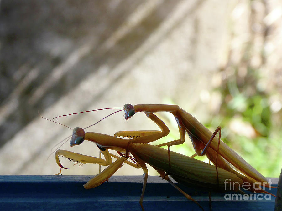 Praying Mantis Pals for now Photograph by Jon Delorme - Fine Art America