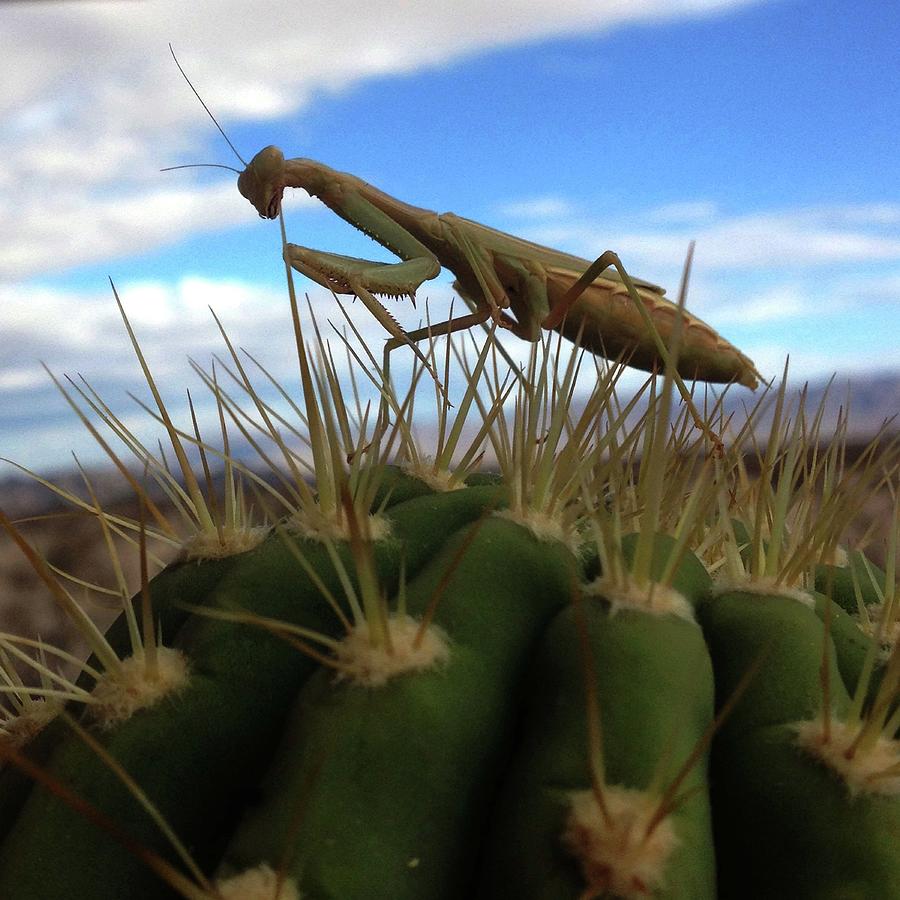 Praying Mantis Photograph by Perry Hoffman